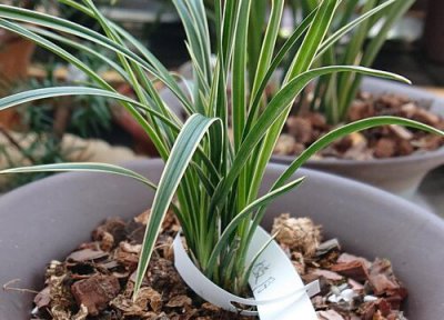 兰花上盆后如何加速服盆 怎么恢复生长快