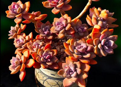 热不死冻不死的多肉品种 不怕晒不怕冻的多肉植物大全