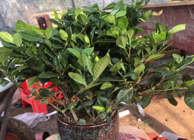 栀子花花苞时浇什么肥料 栀子花施什么肥才能长出花蕾