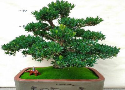 雀舌黄杨盆景怎么养护方法 养殖温度和土壤注意事项