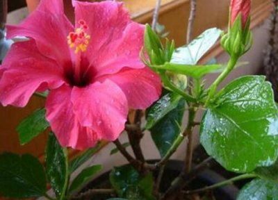 朱槿花期时间 朱槿花期是什么时候