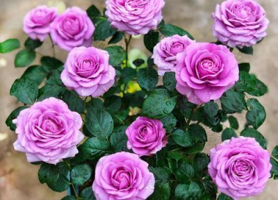 月季不发新芽不开花怎么办 月季开春还没发新芽如何解决