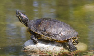 乌龟冬天怎么养才能吃 小乌龟冬天怎么养吃什么东西