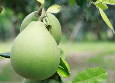 柚子能放冰箱吗 柚子冷藏存放时间