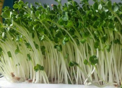 萝卜苗能否移栽 萝卜苗可以移栽吗