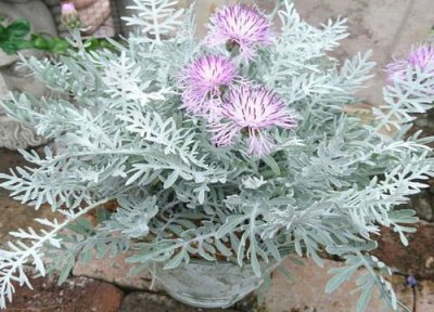 银叶菊花期时间 银叶菊花期是什么时候