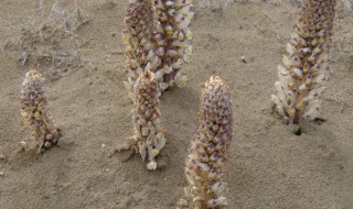 新鲜的苁蓉怎么保存 新鲜的苁蓉的保存方法介绍