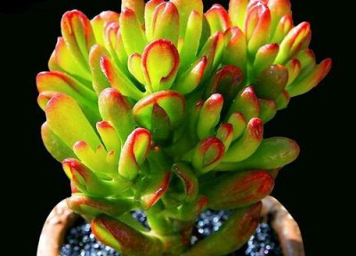 吸财树开花吗 开花样子 图片