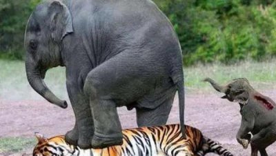 能杀老虎的四种动物 打败老虎的克星是什么动物