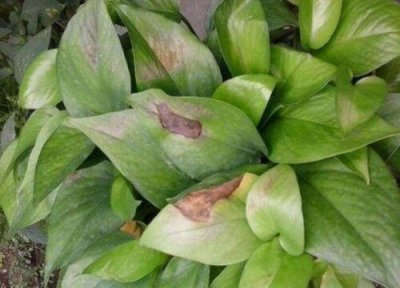 绿萝叶黄怎么养 绿萝黄叶的原因及养护方法