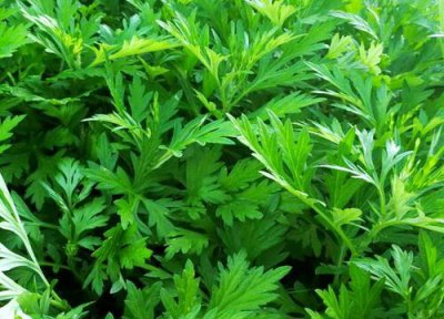 艾草什么时候采摘最好 收割艾草的最佳时间