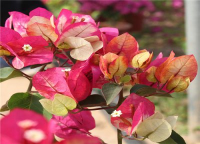 三角梅打顶能促开花吗 三角梅如何打顶分枝越多