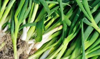 在室内适合种蒜苗吗 种蒜苗的方法
