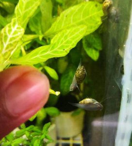 囊螺有什么危害吗 怎么才能彻底清除鱼缸里的囊螺