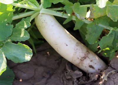 萝卜几月份种植最好 什么时候种最合适