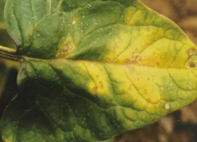 菠菜的病害防治 菠菜病虫害防治方法与技术措施