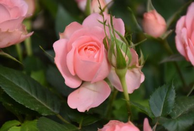 勾魂天蝎女的五大魅力 天蝎女真的很有吸引力