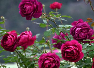 月季秋日胭脂是藤本还是灌木 月季秋日胭脂属于藤本还是灌木