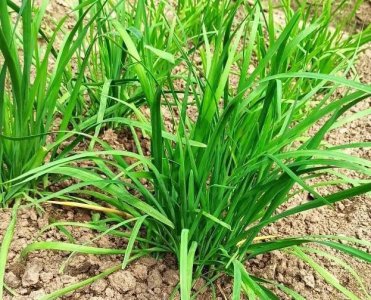韭菜根移栽应该几颗 韭菜几个老根栽植在一起长得好