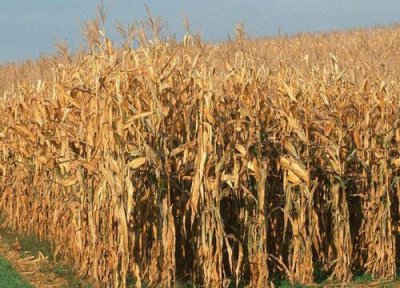 秸秆做肥料 秸秆可以做肥料吗