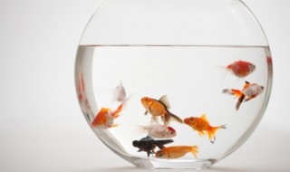 做鱼缸用什么玻璃好 做鱼缸用哪些玻璃好