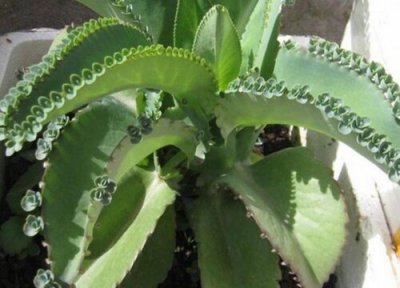 落地生根为什么不吉利 落地生根花风水上的寓意与禁忌