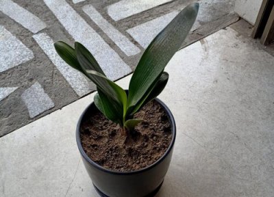 君子兰处理完烂根后种的时还浇水吗 新手养君子兰如何避免浇水烂根的现象