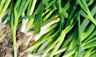 冬天保存大蒜苗的方法 冬天怎么保存大蒜苗