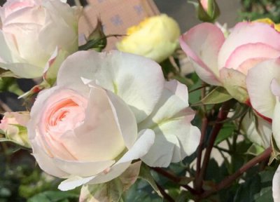 可爱多月季是藤本还是灌木 可爱多月季属于藤本还是灌木