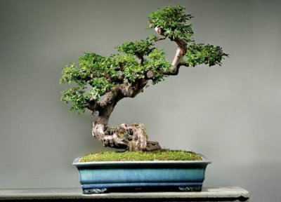 雀梅施肥用什么肥料 雀梅盆景用复合肥长得好