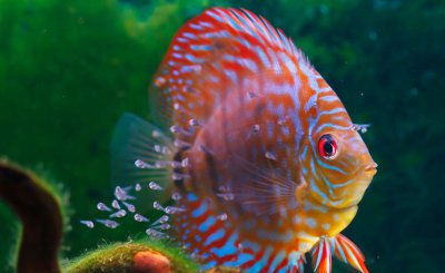 热带鱼的养殖方法和注意事项 热带鱼的养殖小窍门