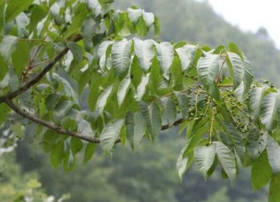 漆树是什么树 生长在什么地方