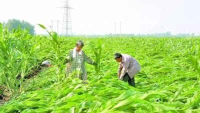 浅析玉米倒伏的原因及防御对策 玉米大面积倒伏防治措施