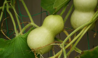 买什么葫芦可以辟邪保平安 可以辟邪保平安的葫芦