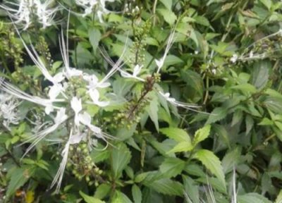 化石草的功效与作用 化石草的功效与作用及食用方法