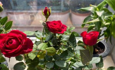 玫瑰花适合种在什么地方 适合在哪里种植