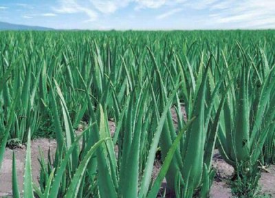 什么样的芦荟可以食用 家里哪种芦荟可以吃又美容