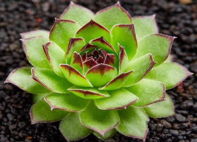 观音莲会开花吗 开花是什么样子的