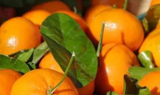 如何判断柑橘的新鲜 判断柑橘的新鲜的方法