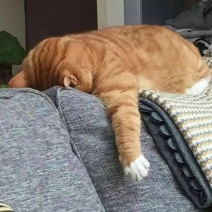 网络用语摆烂人是什么意思 摆烂这个词最早出自于哪里