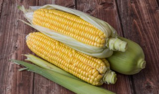东北冬天种植玉米可以吗 东北冬天种植玉米行不行