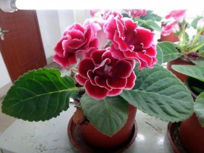 扦插是什么意思图解 适合扦插繁殖的5中花卉植物