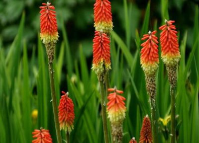 火炬花多久浇一次水 火炬花多长时间浇一次水