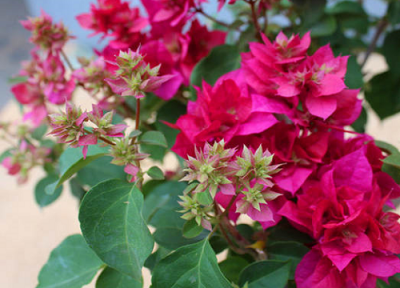 开花后的三角梅怎么养 三角梅开花前需要怎么养护花开爆盆