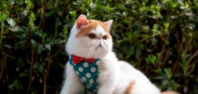 下一个被人驯化成为宠物的动物 人类已经驯服的动物