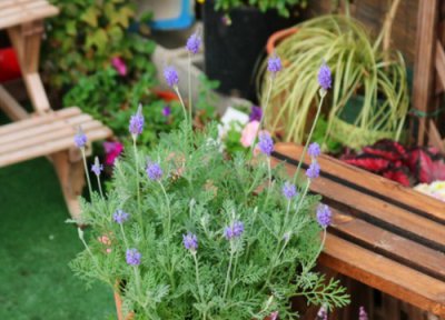 薰衣草生长习性 薰衣草的种植方法