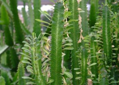 懒人适合养什么树 家里客厅适合养的4种懒人树