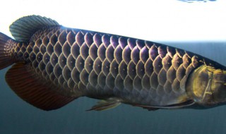 龙鱼几天喂一次 龙鱼多少天喂一次