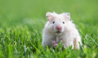 仓鼠能一起养吗 两只仓鼠能不能养在一起