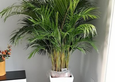 散尾葵用高盆还是矮盆好 适合什么花盆栽种